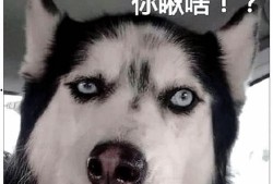 德柱爆料二哈是谁啊视频