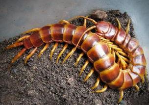 娱乐吃瓜酱的作品鼠体蜈蚣