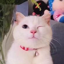 娱乐吃瓜酱猫糊糊