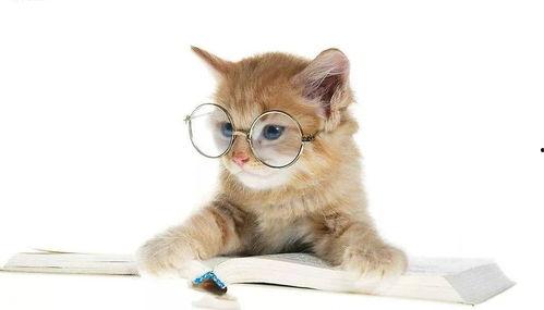 娱乐吃瓜酱猫糊糊