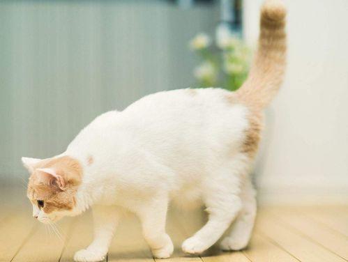 娱乐吃瓜酱猫糊糊