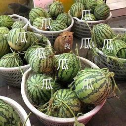 吃瓜娱乐素材,吃瓜群众揭秘明星幕后故事